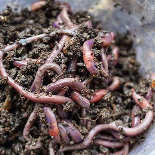 Earthworms in soil, some partially covered with dirt, in a container or garden bed.