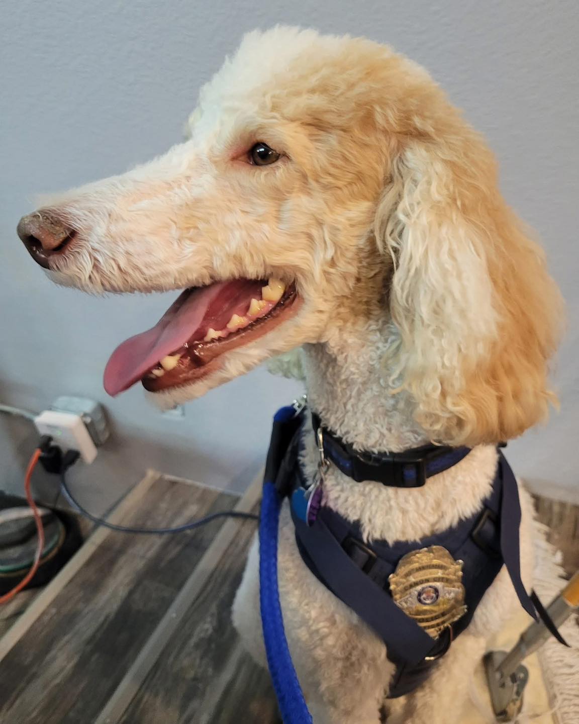 Dog with a police vest and badge, sitting indoors on a wooden floor, tongue out, looking to the side.