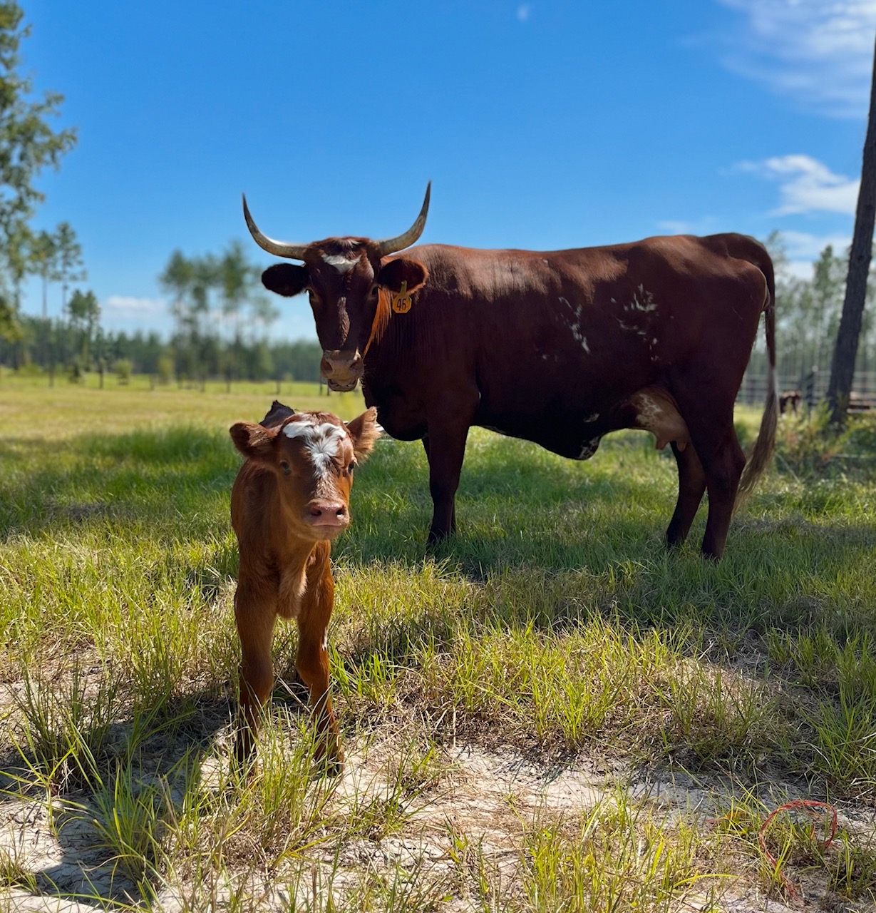 A cow and a calf standing on grassy field with trees and blue sky in background.