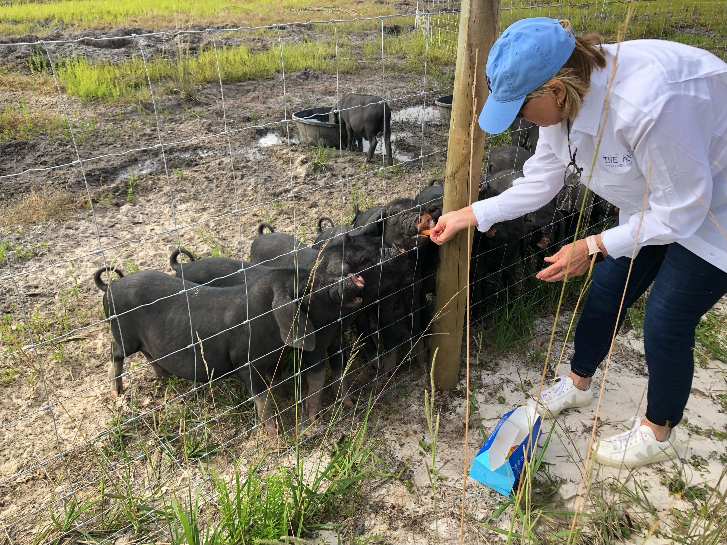 Person in white jacket and blue cap feeding black pigs through a wire fence outdoors.