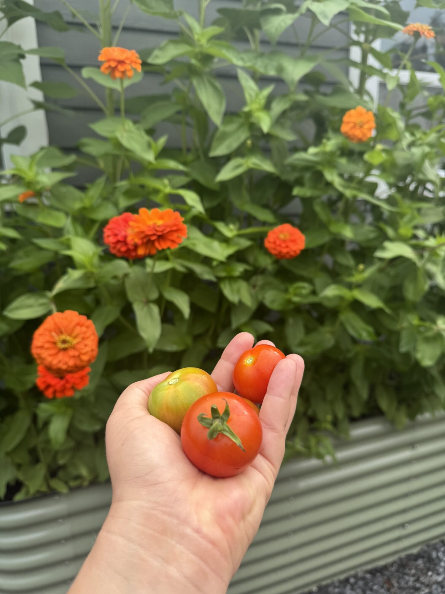 Hand holding three tomatoes in front of a green leafy plant with orange flowers.