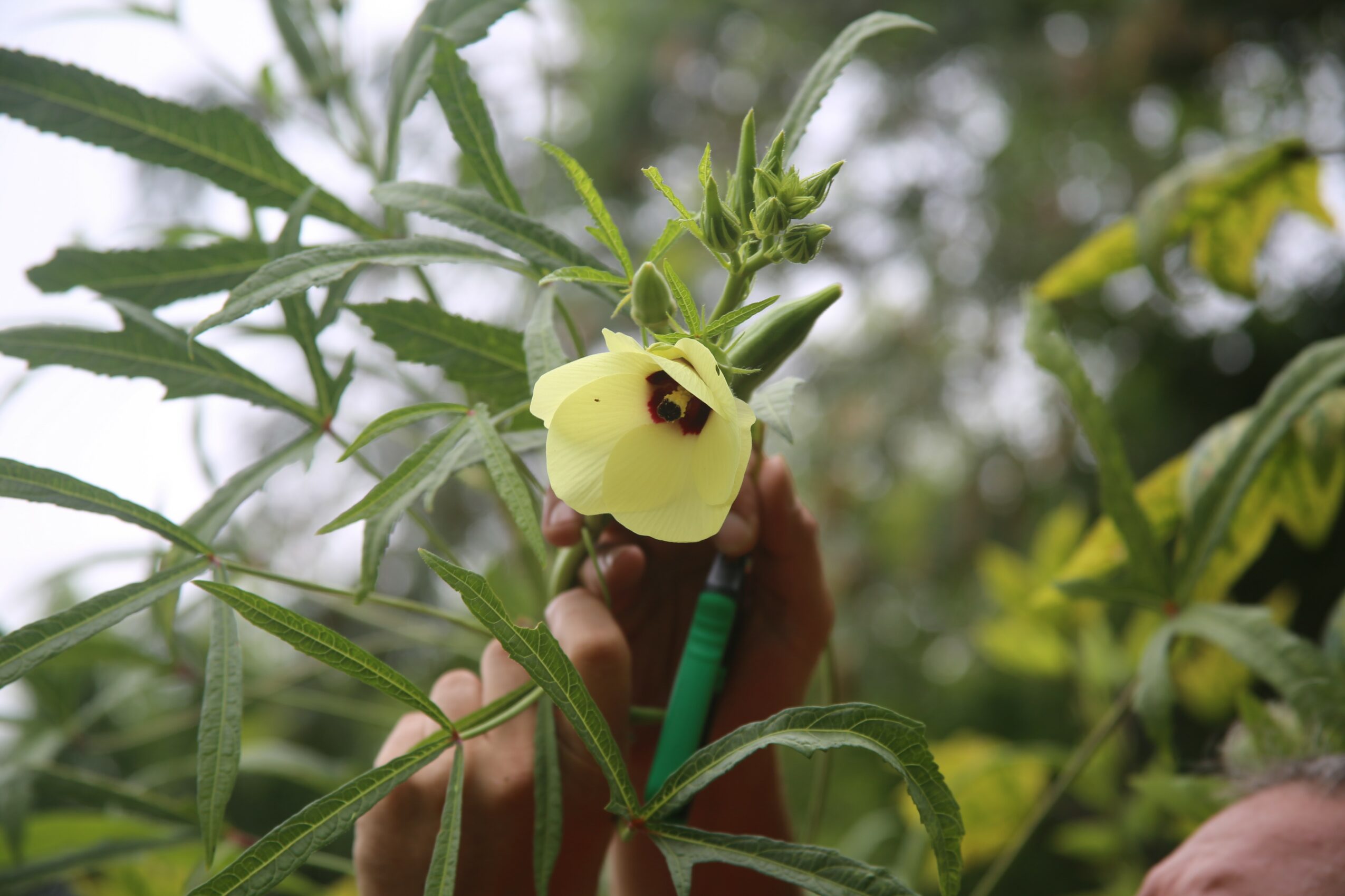 Person holding a yellow flower with dark center among green leaves in a garden.