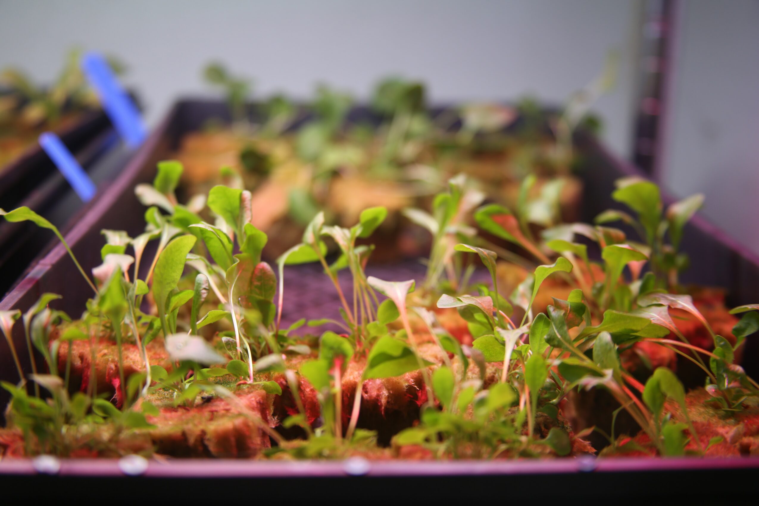 Young green seedlings growing in soil, with blurred background of more plants and gardening setup.