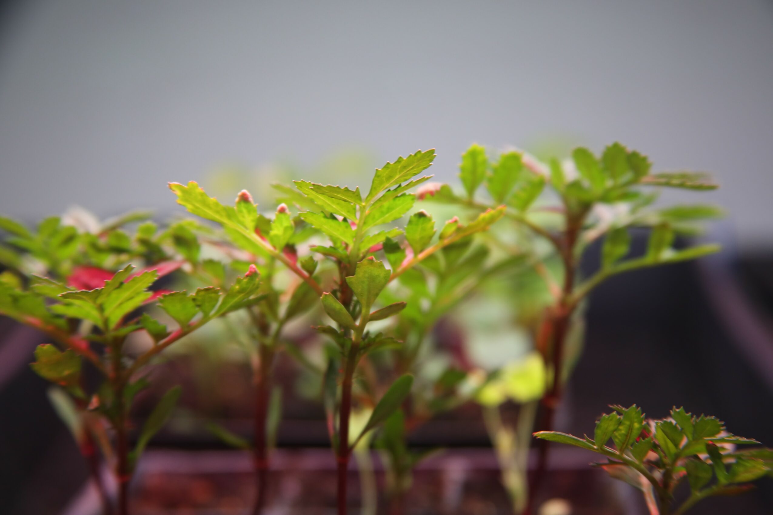 Young green plants with small leaves in a container, background blurred.