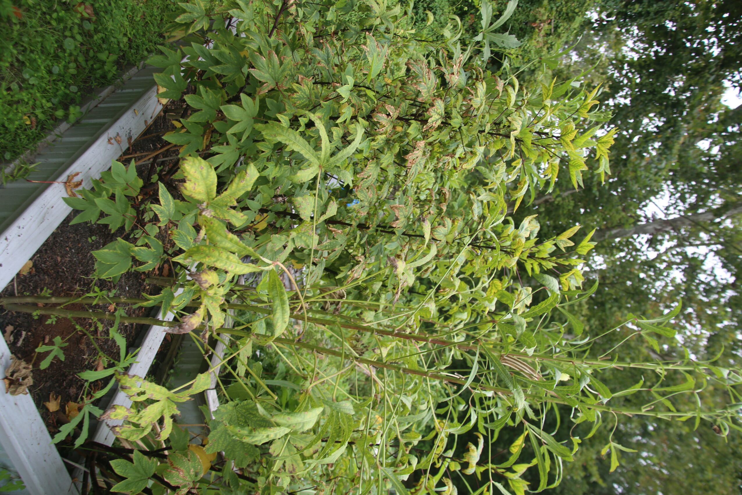 Green leafy plants growing in a garden bed with a metal edge, surrounded by trees and foliage.