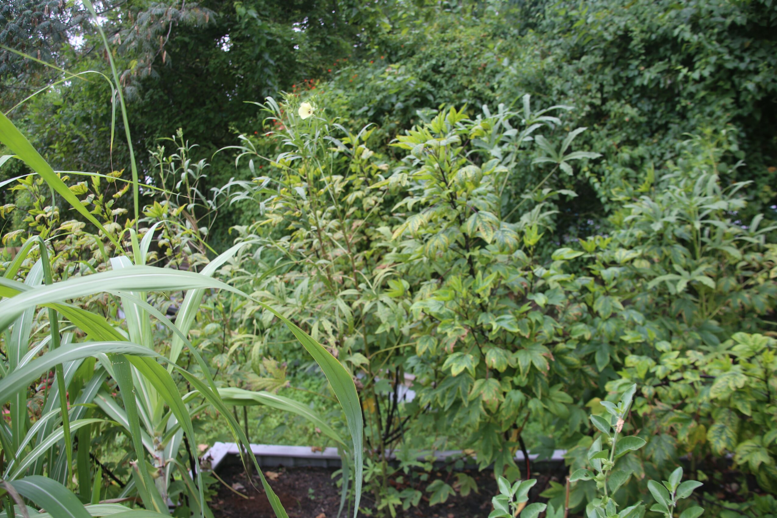 Lush green plants and trees in a garden or natural setting, with dense foliage and various plant types.