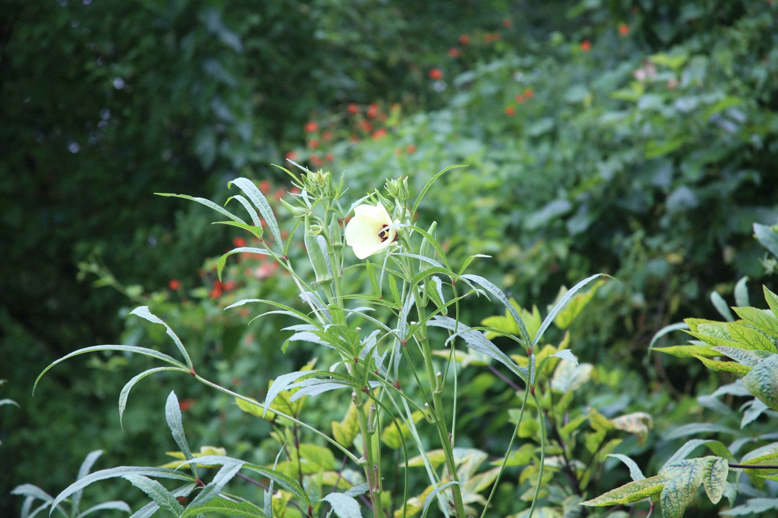 A white flower with green leaves and grass in a garden setting.