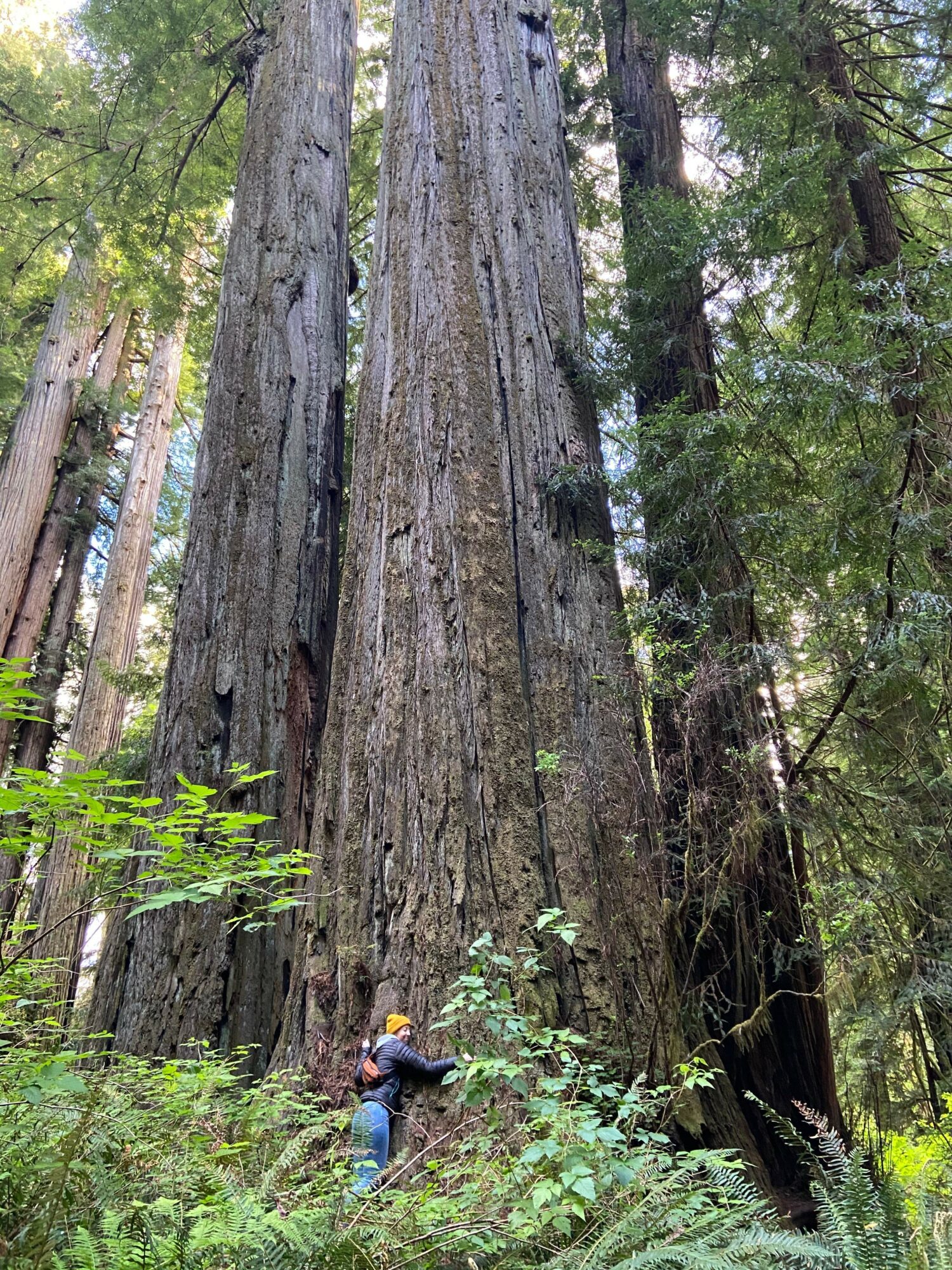 Tall trees with textured bark and green foliage in a forest setting, with a person partially visible on the right side.